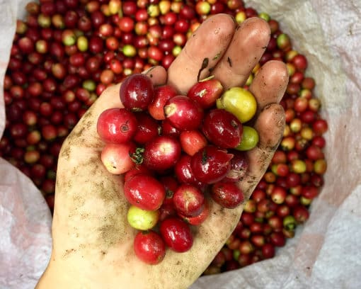 Freshly harvested coffee beans A handful of bright red coffee beans