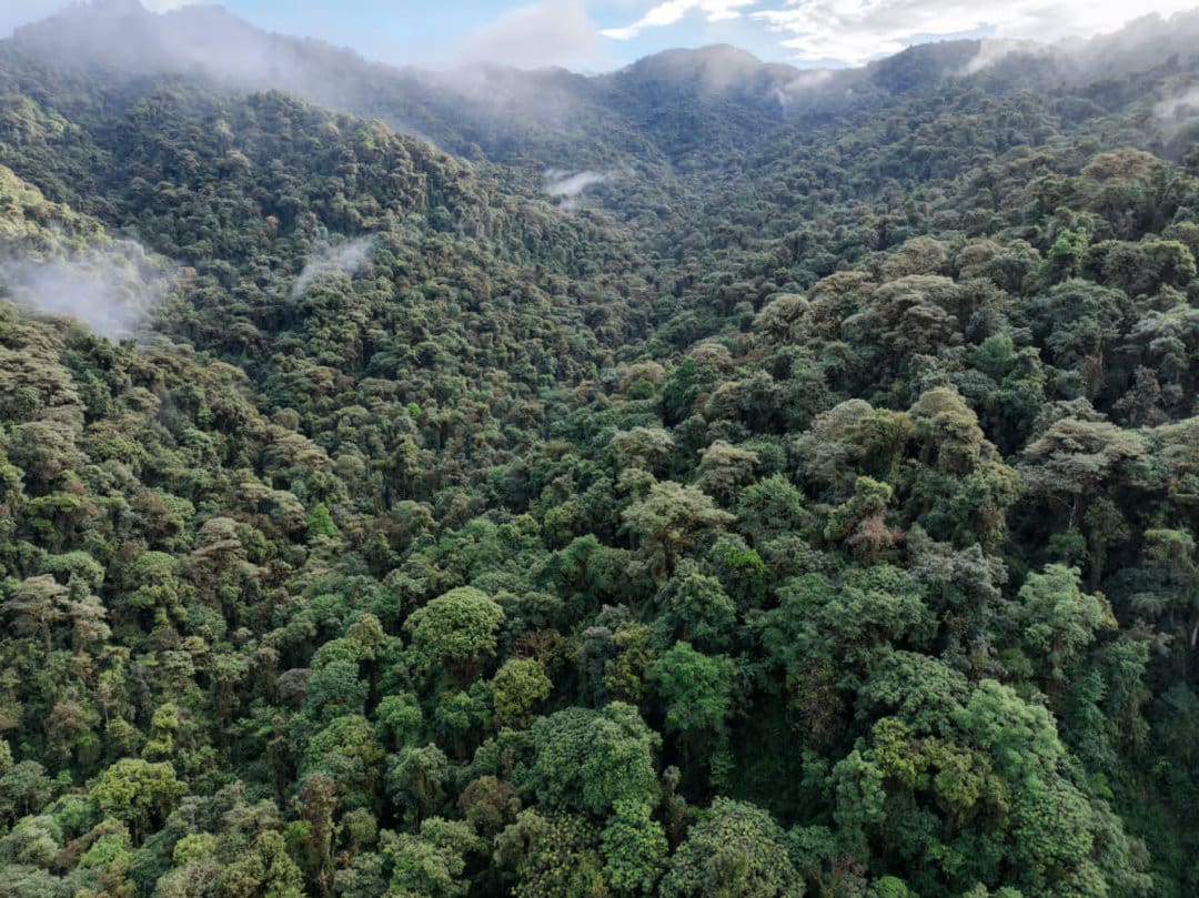 Cloud Forests of the Intag Valley A view of the seemingly never-ending cloud forests of the Intag Valley
